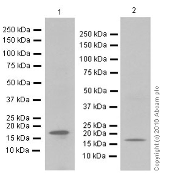 Western blot - Anti-GABARAP + GABARAPL1 + GABARAPL3 antibody [EPR18862] (AB191888)