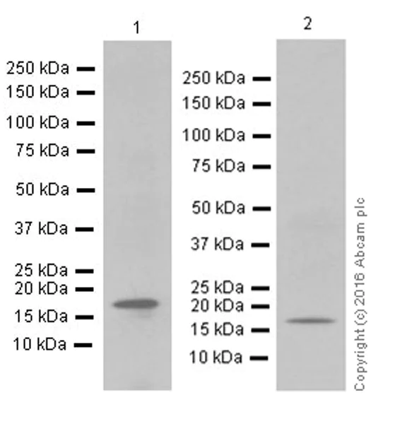 Western blot - Anti-GABARAP + GABARAPL1 + GABARAPL3 antibody [EPR18862] (AB191888)