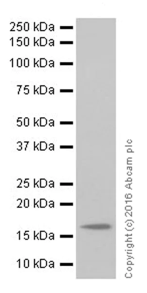 Western blot - Anti-GABARAP + GABARAPL1 + GABARAPL3 antibody [EPR18862] (AB191888)