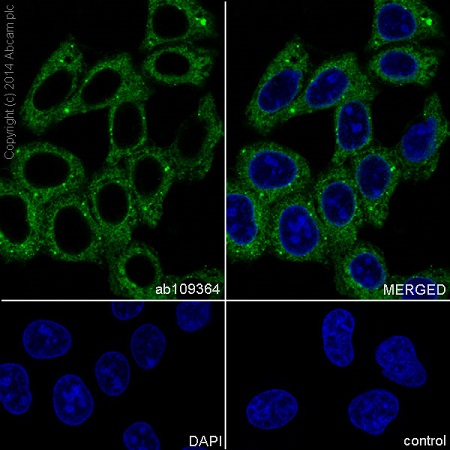 Immunocytochemistry/ Immunofluorescence - Anti-GABARAP+GABARAPL1+GABARAPL2 antibody [EPR4805] (AB109364), expandable thumbnail