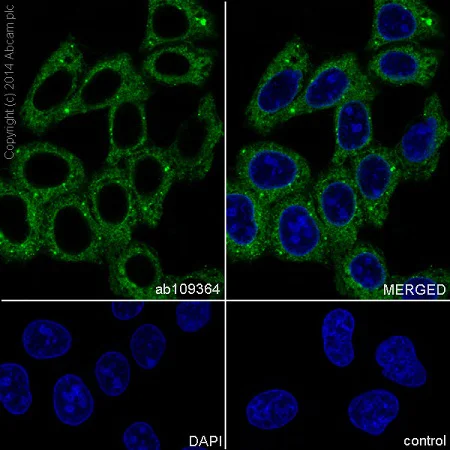 Immunocytochemistry/ Immunofluorescence - Anti-GABARAP+GABARAPL1+GABARAPL2 antibody [EPR4805] (AB109364)