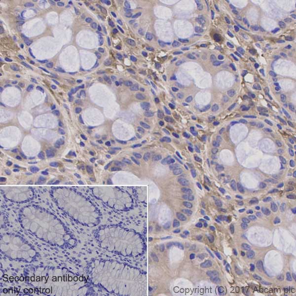 Immunohistochemistry (Formalin/PFA-fixed paraffin-embedded sections) - Anti-GABARAP+GABARAPL1+GABARAPL2 antibody [EPR4805] (AB109364), expandable thumbnail