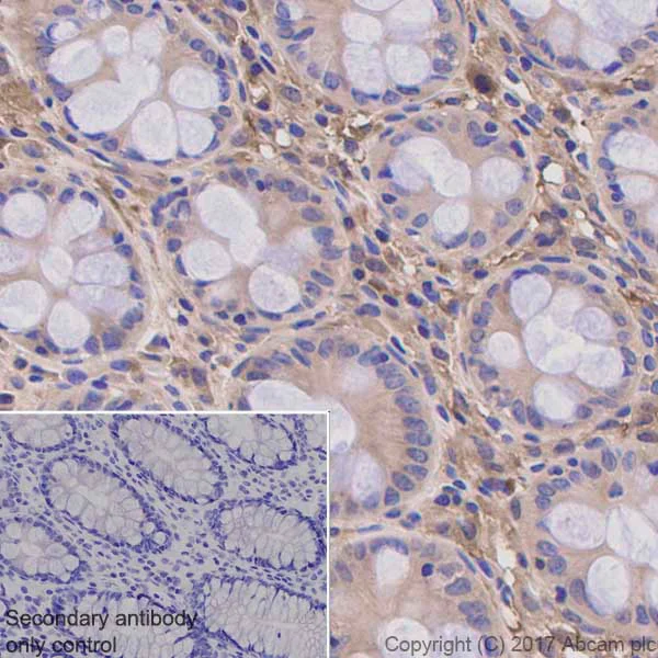 Immunohistochemistry (Formalin/PFA-fixed paraffin-embedded sections) - Anti-GABARAP+GABARAPL1+GABARAPL2 antibody [EPR4805] (AB109364)