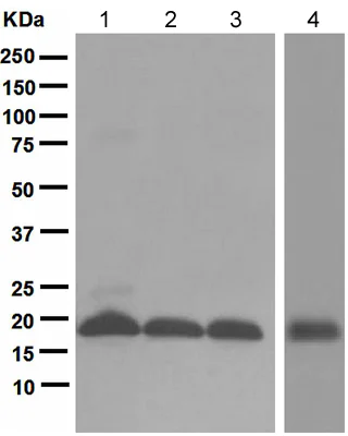Western blot - Anti-GABARAP+GABARAPL1+GABARAPL2 antibody [EPR4805] (AB109364)
