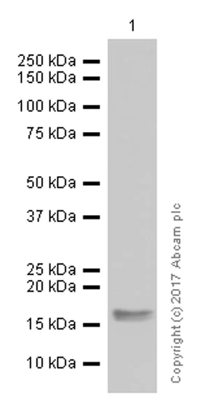 Western blot - Anti-GABARAP+GABARAPL1+GABARAPL2 antibody [EPR4805] (AB109364)
