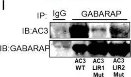 Western blot - Anti-GABARAP+GABARAPL1+GABARAPL2 antibody [EPR4805] (AB109364)