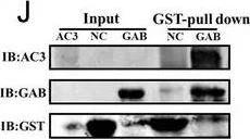 Western blot - Anti-GABARAP+GABARAPL1+GABARAPL2 antibody [EPR4805] (AB109364)