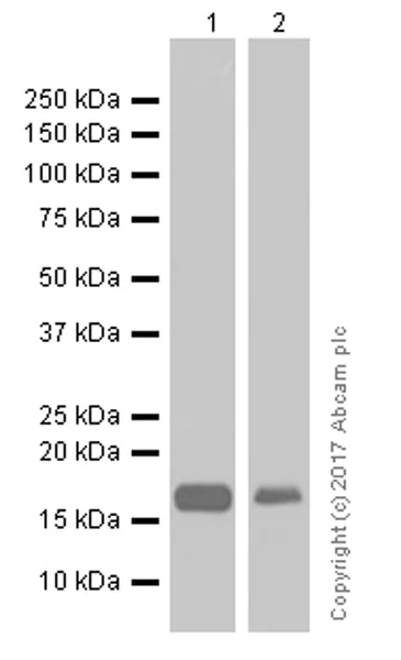 Western blot - Anti-GABARAP+GABARAPL1+GABARAPL2 antibody [EPR4805] (AB109364)
