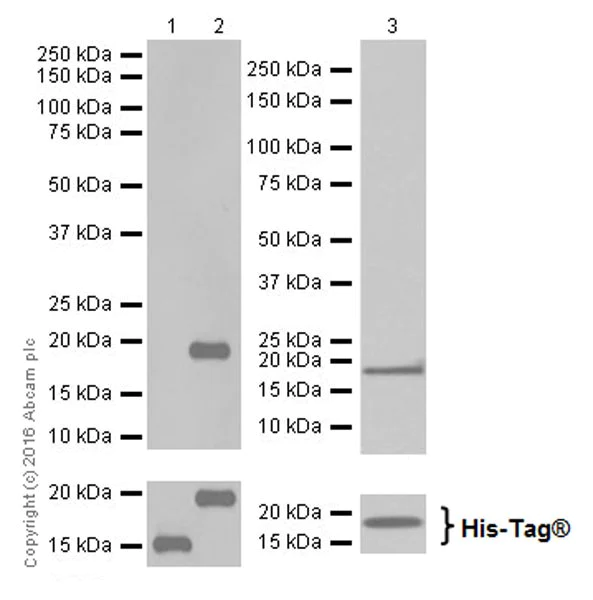 Western blot - Anti-GABARAP+GABARAPL1+GABARAPL3 antibody [EPR18862] - BSA and Azide free (AB251100)