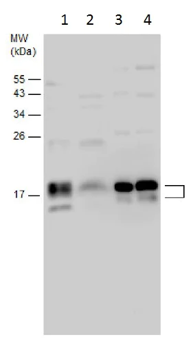 Western blot - Anti-GABARAPL1 antibody - N-terminal (AB229558)