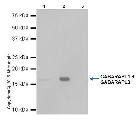 Immunoprecipitation - Anti-GABARAPL1 + GABARAPL3 antibody [EPR18869] (AB191887), expandable thumbnail