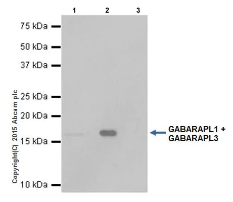 Immunoprecipitation - Anti-GABARAPL1 + GABARAPL3 antibody [EPR18869] (AB191887)