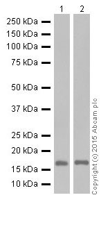 Western blot - Anti-GABARAPL1 + GABARAPL3 antibody [EPR18869] (AB191887), expandable thumbnail