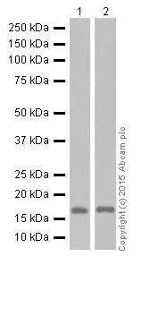 Western blot - Anti-GABARAPL1 + GABARAPL3 antibody [EPR18869] (AB191887)