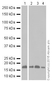 Western blot - Anti-GABARAPL1 + GABARAPL3 antibody [EPR18869] (AB191887), expandable thumbnail