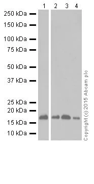 Western blot - Anti-GABARAPL1 + GABARAPL3 antibody [EPR18869] (AB191887)