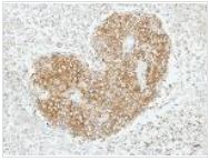 Immunohistochemistry (Formalin/PFA-fixed paraffin-embedded sections) - Anti-GABARAPL2/GATE-16 antibody (AB137511)
