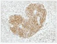 Immunohistochemistry (Formalin/PFA-fixed paraffin-embedded sections) - Anti-GABARAPL2/GATE-16 antibody (AB137511)