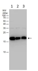 Western blot - Anti-GABARAPL2/GATE-16 antibody (AB137511)