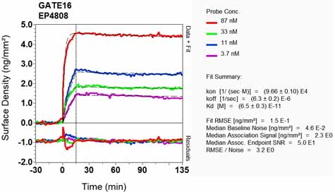 OI-RD Scanning - Anti-GABARAPL2/GATE-16 antibody [EP4808] - BSA and Azide free (AB171332)
