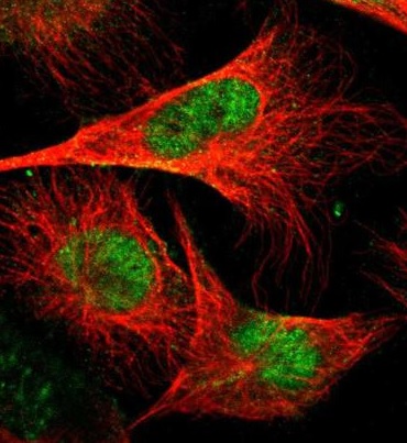 Immunocytochemistry/ Immunofluorescence - Anti-GABPA antibody (AB224325), expandable thumbnail