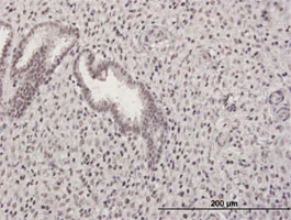 Immunohistochemistry (Formalin/PFA-fixed paraffin-embedded sections) - Anti-GABPB2/Nuclear respiratory factor 2 antibody (AB88746)