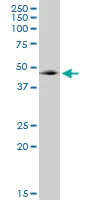 Western blot - Anti-GABPB2/Nuclear respiratory factor 2 antibody (AB88746)