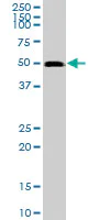 Western blot - Anti-GABPB2/Nuclear respiratory factor 2 antibody (AB88746)