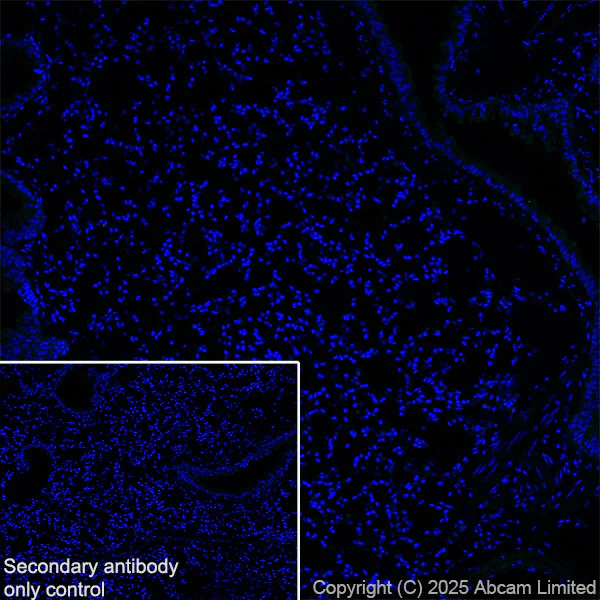 Immunohistochemistry (Frozen sections) - Anti-GABRA4 antibody [EPR28365-209] (AB323502)