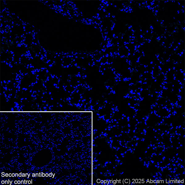Immunohistochemistry (Frozen sections) - Anti-GABRA4 antibody [EPR28365-209] (ab323502), expandable thumbnail