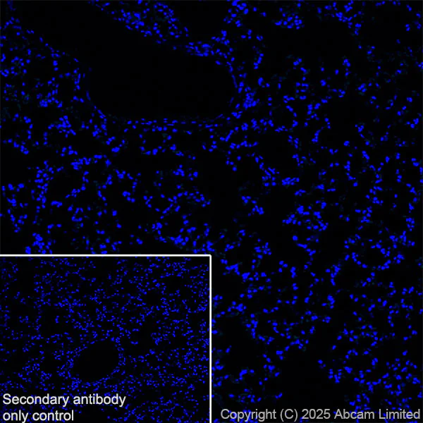 Immunohistochemistry (Frozen sections) - Anti-GABRA4 antibody [EPR28365-209] (AB323502)
