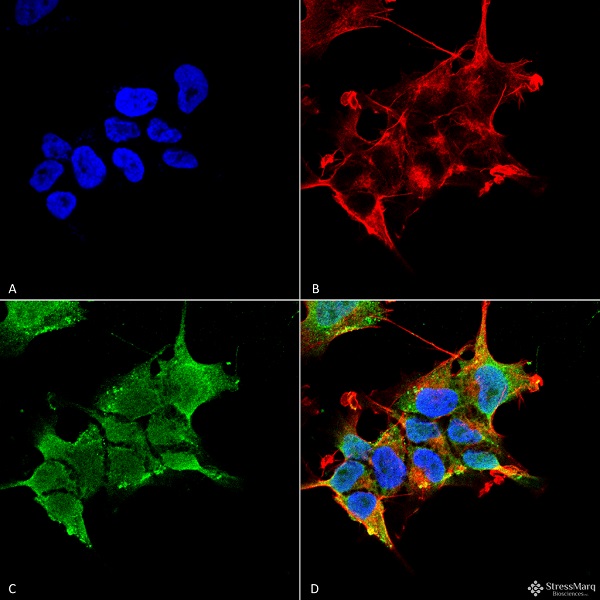 Immunocytochemistry/ Immunofluorescence - Anti-GABRA4 antibody [S398A-34] (AB242008)