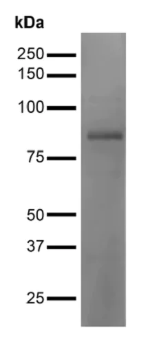 Western blot - Anti-GABRA4 antibody [S398A-34] (AB242008)