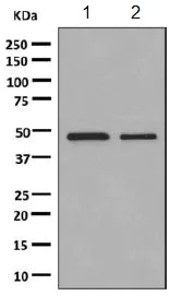 Western blot - Anti-GABRB1 antibody [EPR10343] - BSA and Azide free (AB249128)