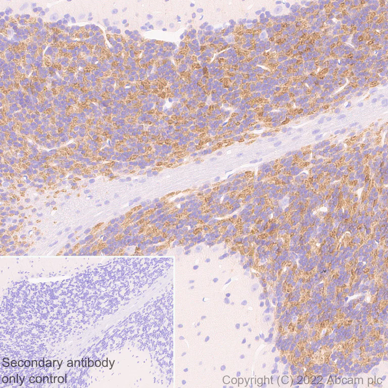 Immunohistochemistry (Formalin/PFA-fixed paraffin-embedded sections) - Anti-GABRD antibody [EPR25324-253] (BSA and Azide free) (AB300351)