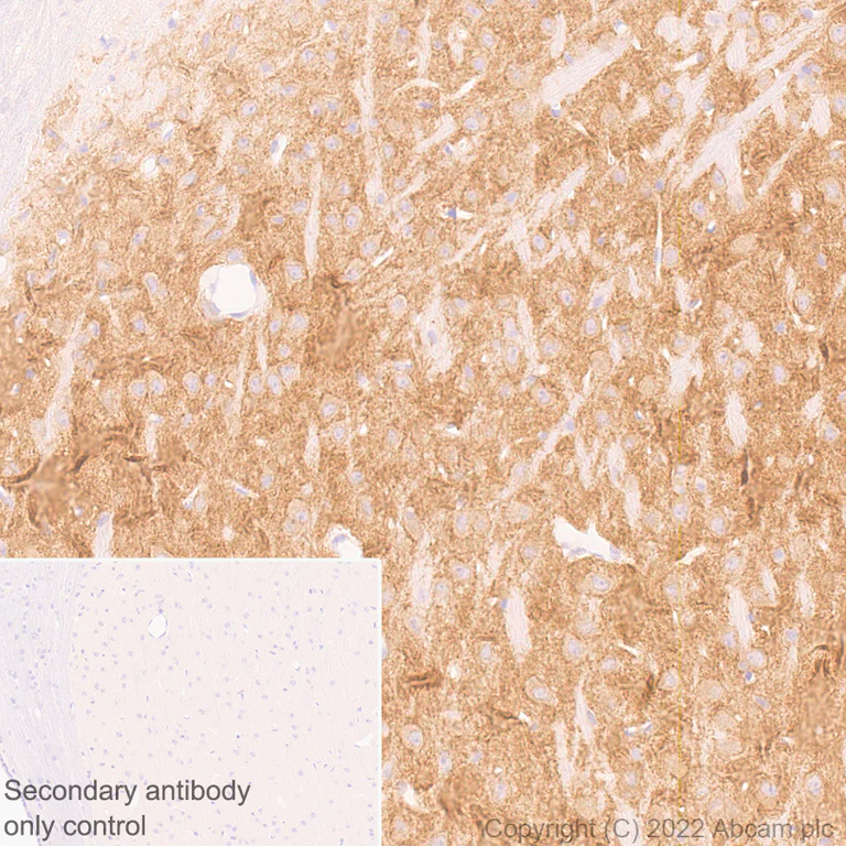 Immunohistochemistry (Formalin/PFA-fixed paraffin-embedded sections) - Anti-GABRD antibody [EPR25324-253] (BSA and Azide free) (AB300351)