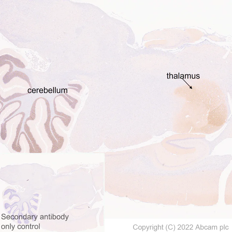 Immunohistochemistry (Formalin/PFA-fixed paraffin-embedded sections) - Anti-GABRD antibody [EPR25324-253] (BSA and Azide free) (AB300351)