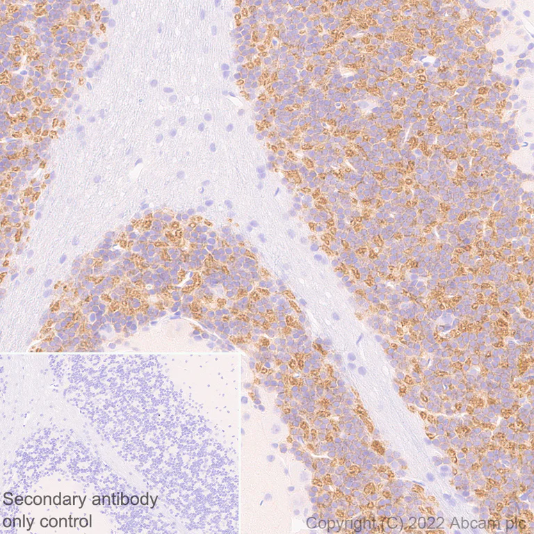 Immunohistochemistry (Formalin/PFA-fixed paraffin-embedded sections) - Anti-GABRD antibody [EPR25324-253] (BSA and Azide free) (AB300351)