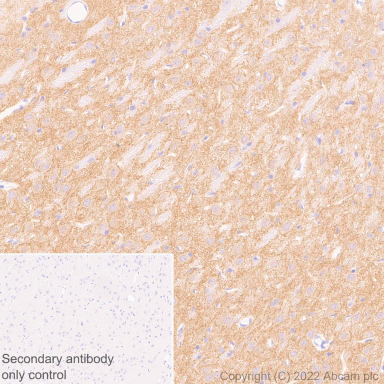 Immunohistochemistry (Formalin/PFA-fixed paraffin-embedded sections) - Anti-GABRD antibody [EPR25324-253] (BSA and Azide free) (AB300351)