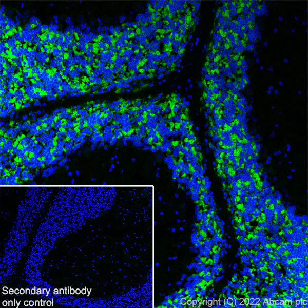 Immunohistochemistry (Frozen sections) - Anti-GABRD antibody [EPR25324-253] (BSA and Azide free) (AB300351)