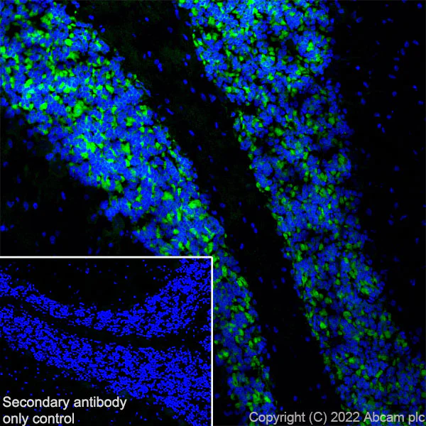 Immunohistochemistry (Frozen sections) - Anti-GABRD antibody [EPR25324-253] (BSA and Azide free) (AB300351)