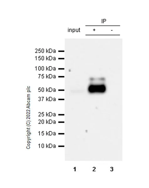 Immunoprecipitation - Anti-GABRD antibody [EPR25324-253] (BSA and Azide free) (AB300351)