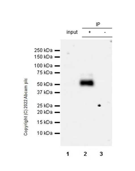 Immunoprecipitation - Anti-GABRD antibody [EPR25324-253] (BSA and Azide free) (AB300351)