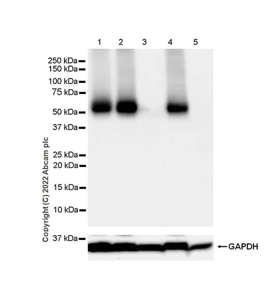 Western blot - Anti-GABRD antibody [EPR25324-253] (BSA and Azide free) (AB300351)