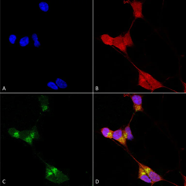 Immunocytochemistry/ Immunofluorescence - Anti-GABRD antibody [N151/3] (AB93619)