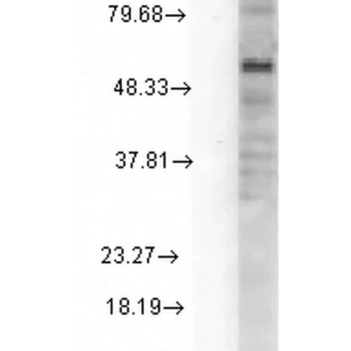 Western blot - Anti-GABRD antibody [N151/3] (AB93619)