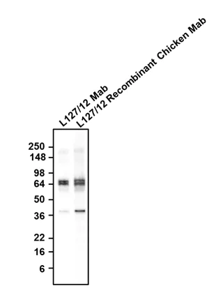 Western blot - Anti-GAD1 antibody [L127/12] - Chicken IgY (Chimeric) (AB325669)