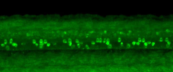 IHC - Wholemount - Anti-gad1b antibody (AB209717)