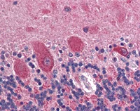 Immunohistochemistry (Formalin/PFA-fixed paraffin-embedded sections) - Anti-GAD65 antibody (AB112007)