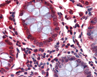 Immunohistochemistry (Formalin/PFA-fixed paraffin-embedded sections) - Anti-GAD65 antibody (AB112007)